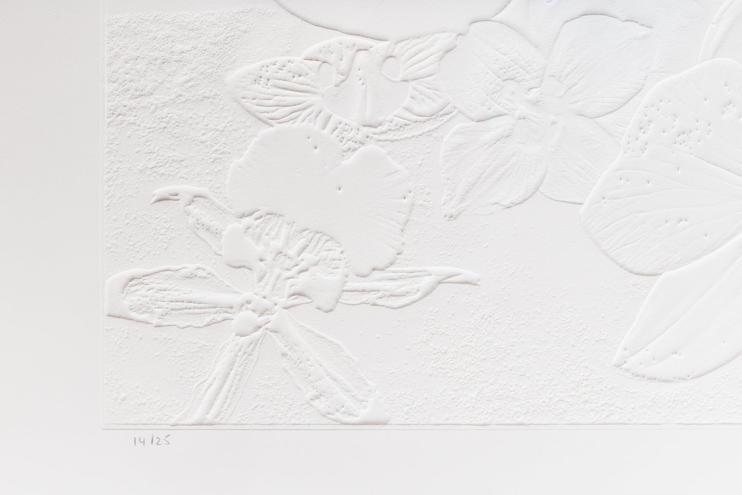 Fossil Record - Ice Strata (1st layer), 2015